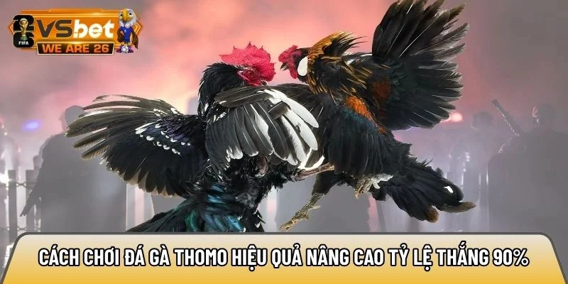 Cách chơi đá gà Thomo hiệu quả nâng cao tỷ lệ thắng 90% 1 Cách chơi đá gà Thomo